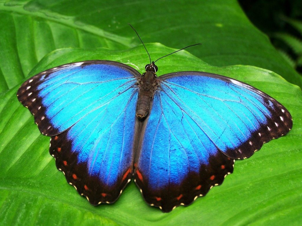 Veränderte Niederschlagsmuster entscheiden, ob ein gefährdeter Schmetterling den Klimawandel überlebt