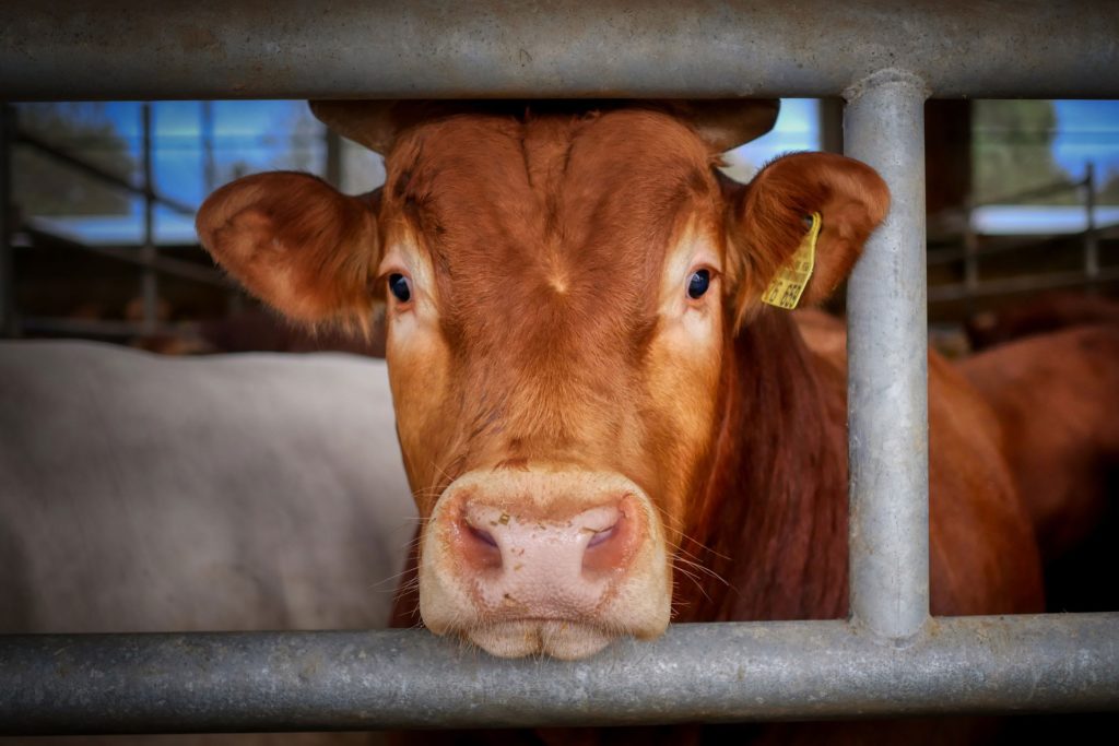 Kalifornische Subventionen für Biogas von Milchkühen sind ein Verlustgeschäft, sagen Aktivisten