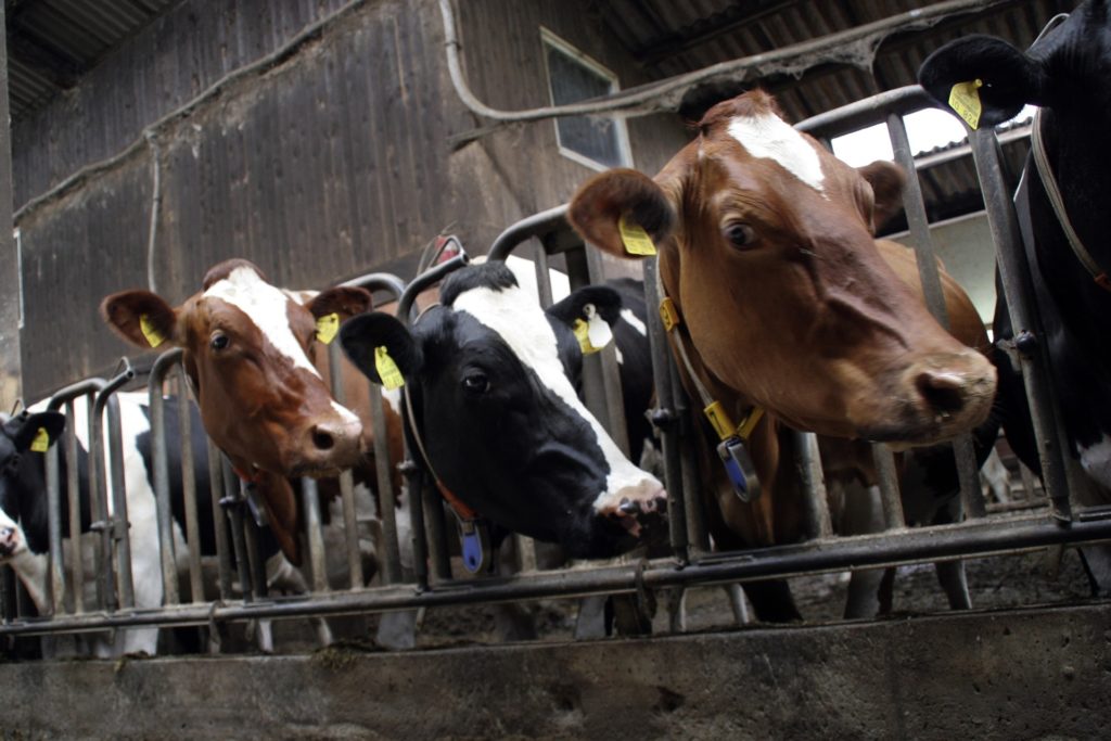 Britische Landwirte sollen Fleisch- und Milchproduktion um ein Drittel reduzieren, um das Klima zu retten