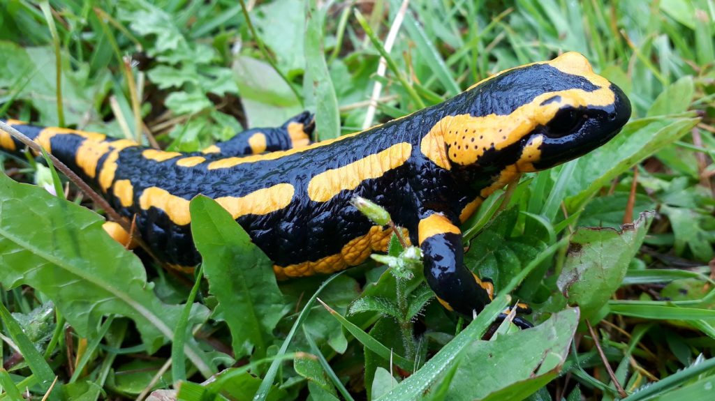 Was uns ein Salamander-Virus über die Zukunft der biologischen Vielfalt in Zeiten des Klimawandels sagen kann