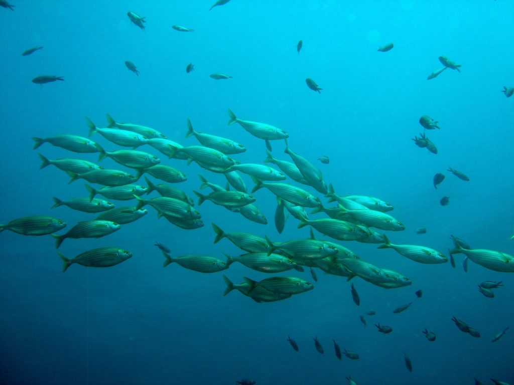 Der Klimawandel hat schon Auswirkungen auf die weltweiten Fischbestände