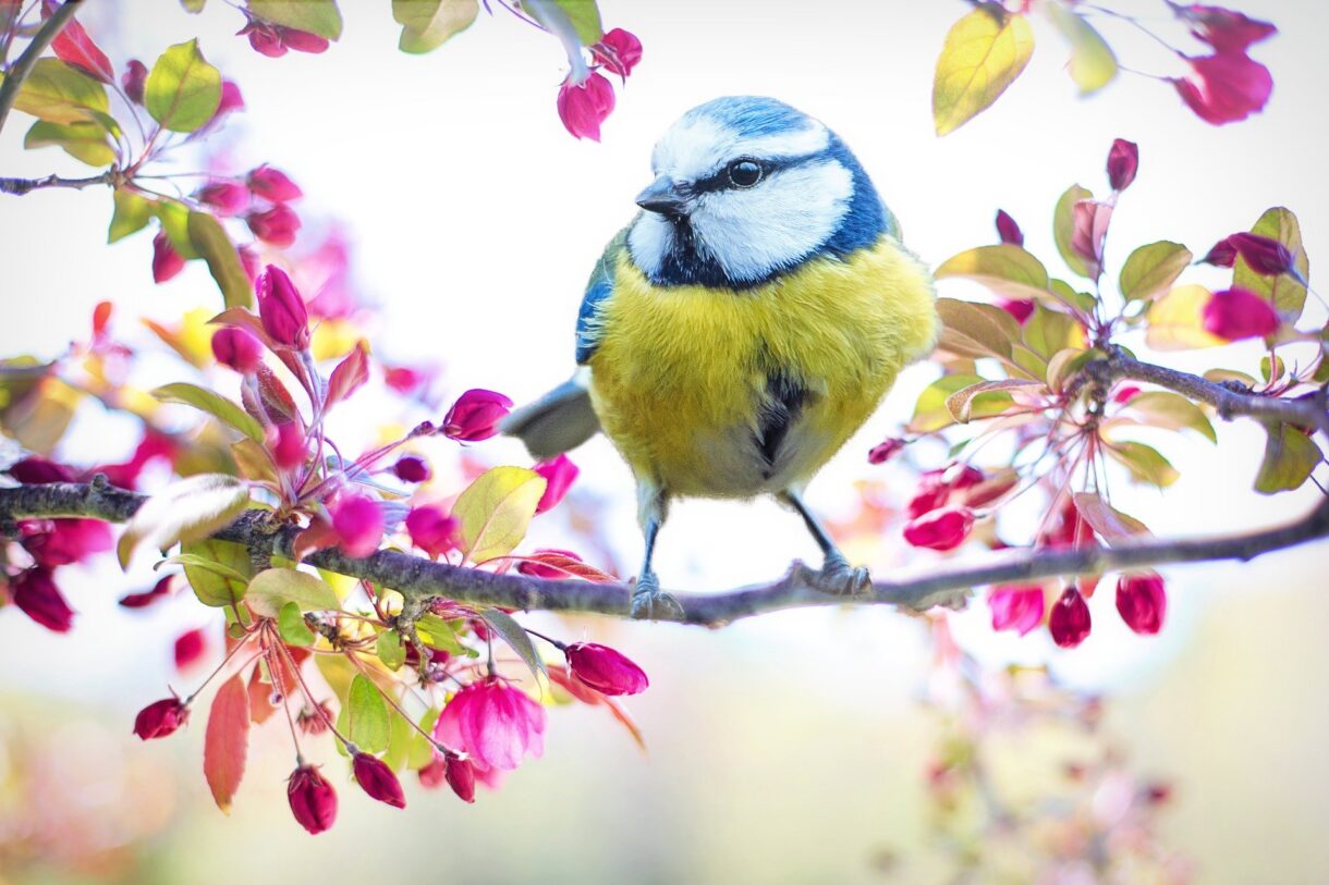 Frühling auf Hochtouren: Warum frühe Hitzewellen Pflanzen und Menschen in Alarmbereitschaft versetzen Frühling_Blüten_Vogel