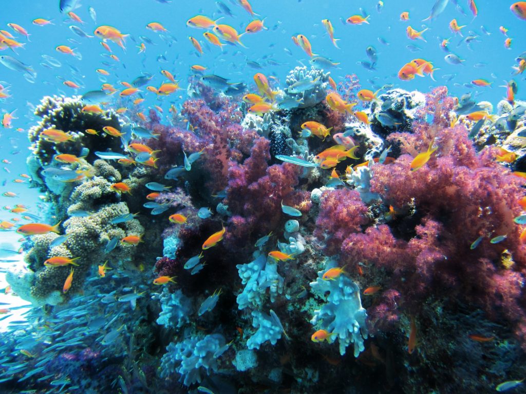 Ningaloo-Korallen sind für den kommenden Klimawandel schlecht gerüstet