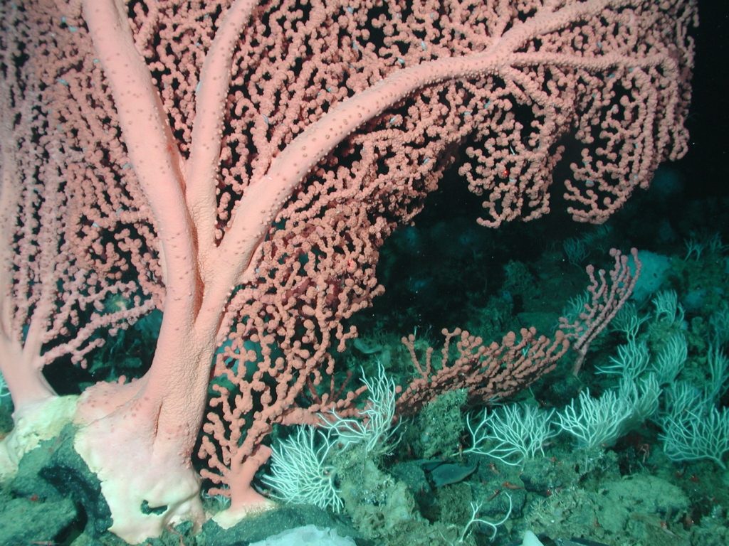 Lehren aus der Vergangenheit: Wie Kaltwasserkorallen auf die globale Erwärmung reagieren