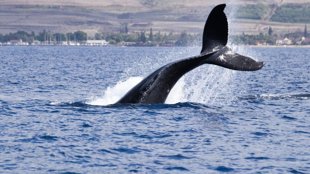 Auswirkungen des Klimawandels auf Lebensräume der Wale im Golf von Maine