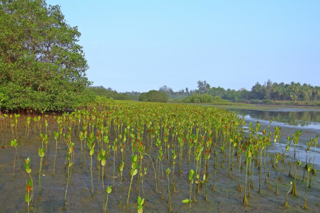 Neue Studie zeigt, dass Wiederherstellung von Mangroven und Riffen positive Investitionsrendite für den Hochwasserschutz bringt