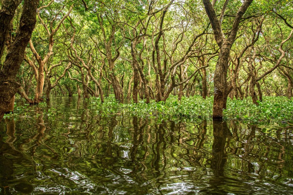 Fernerüberwachung, um die Kohlenstoffspeicherung in Mangroven zu verfolgen
