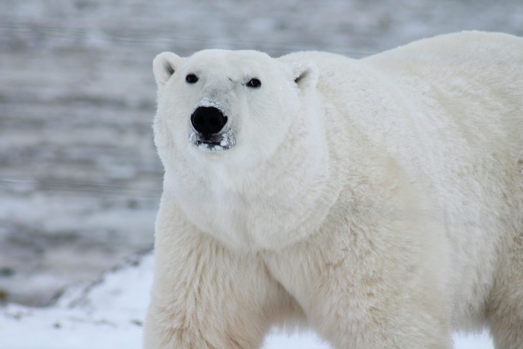 Neue Studie über Eisbärenpopulation in Südostgrönland wirft Licht auf die Zukunft der Art in einer sich erwärmenden Arktis
