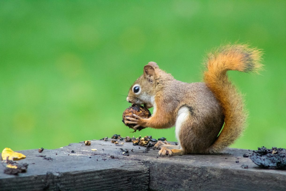 Frühes Trauma verkürzt das Leben von Eichhörnchen, und der Klimawandel könnte die Situation verschärfen Squirrel