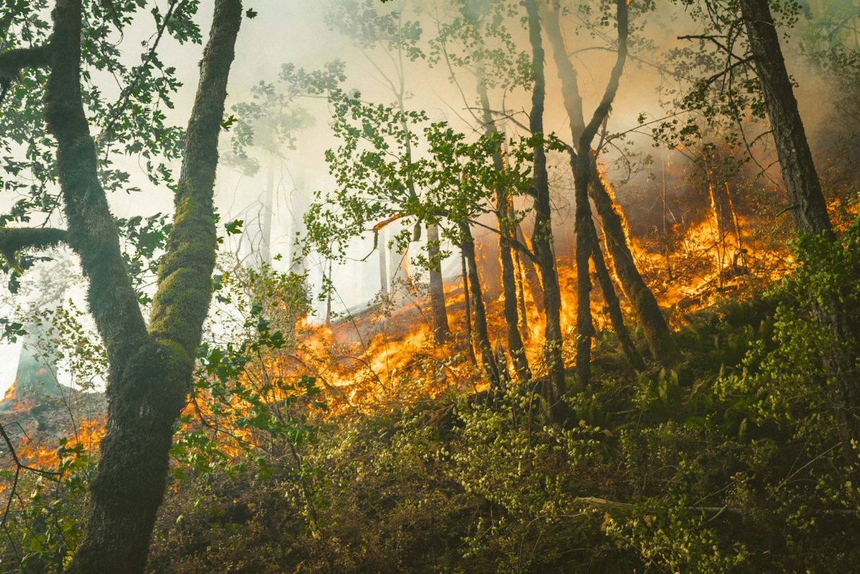 CO2: Ein unerwarteter Brandbeschleuniger Waldbrand