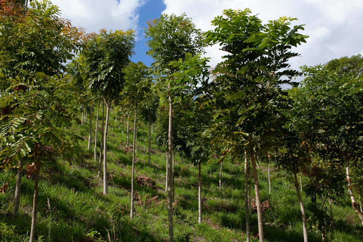 Klimafreundliche Aufforstung: Wie man Wälder für die Zukunft rüstet Aufforstung
