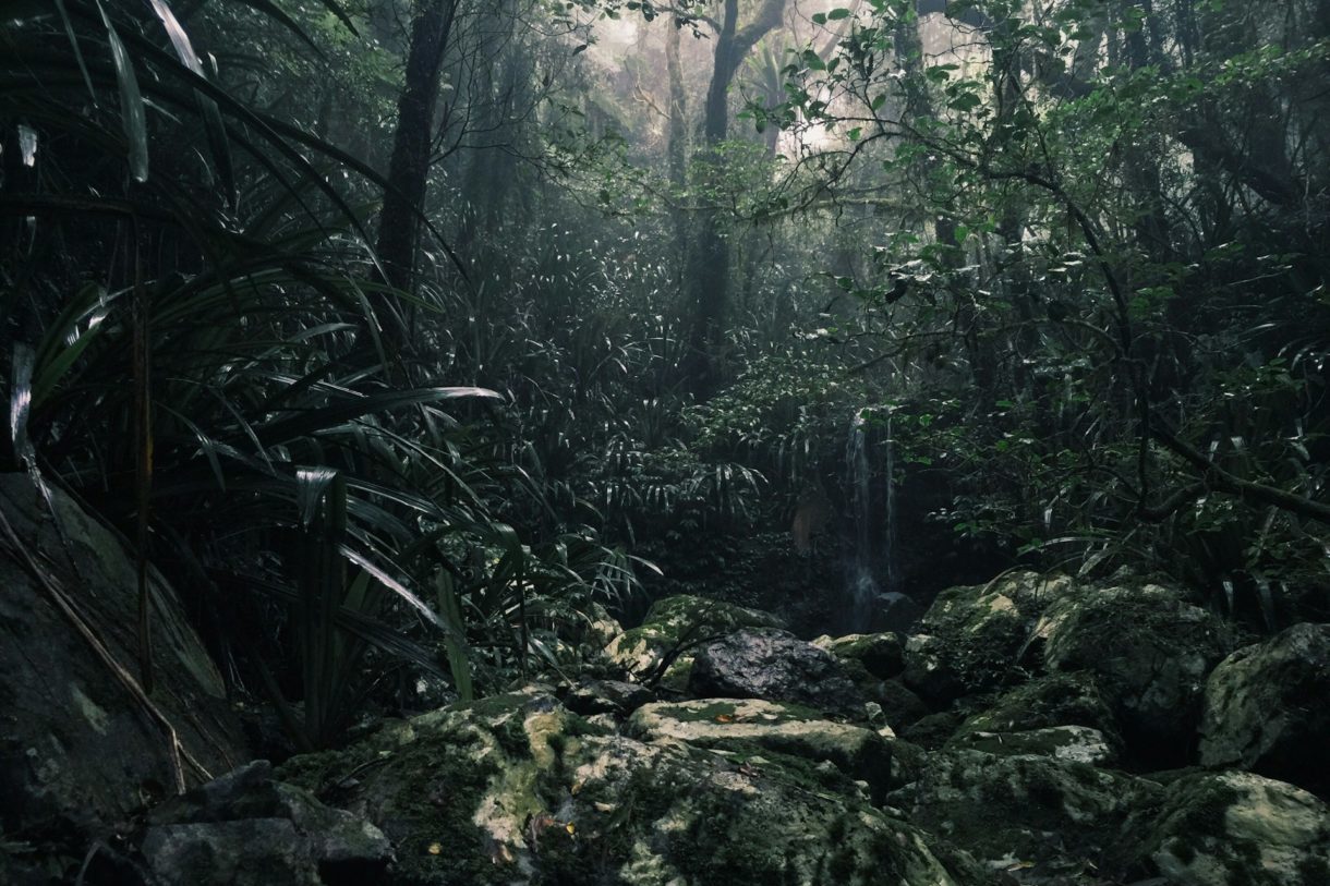 Feuer im Regenwald: Eine zunehmende Gefahr für Afrikas feuchte Wälder Regenwald