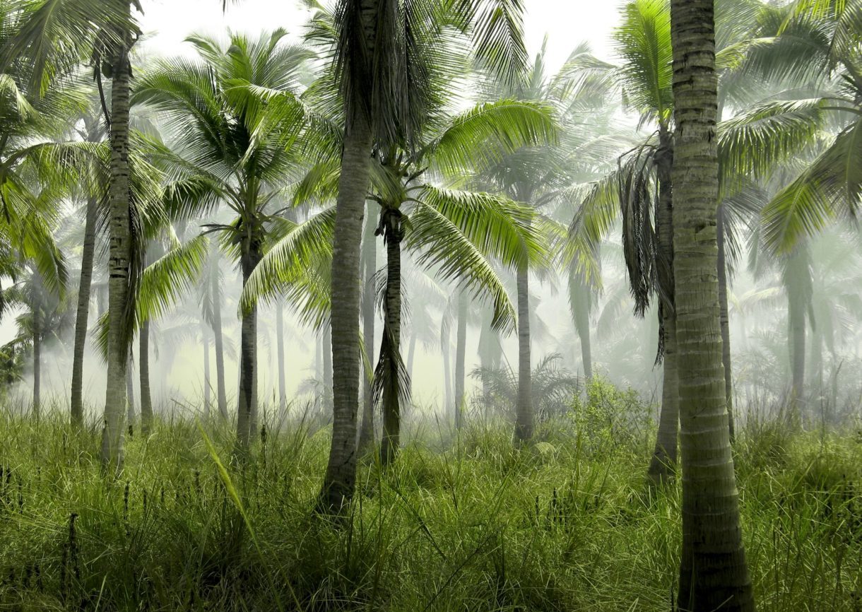 Schatten über dem Wasser: Die verborgenen Kosten der Ölpalmplantagen Ölpalmen-Plantage