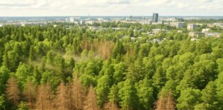 Stirbt der Stadtwald? Wie Klimawandel urbane boreale Wälder bedroht Sterben-borealer-Wälder_Illustration