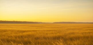 Als die Wälder wichen – Was das Holozän über unsere Zukunft verrät Versteppung_Rückzug-der-Wälder_Illustration