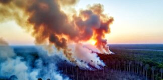 Amazonas in Flammen – Wenn der Regenwald von innen heraus verbrennt Feuer_Regenwald_Illustration