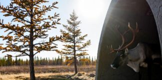 Brennende Stille – Warum der Juli‑Hitzeschock in Fennoskandien ein Weckruf des Klimas ist Hitzewelle_Skandinavien_Illustration